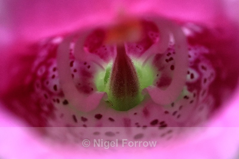 Interior of pink Foxglove flower, Oxfordshire, UK - PLANTS