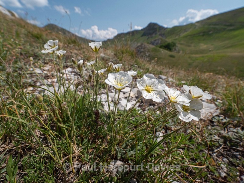 Cherleria capillacea (also Minuartia capillacea) - Plants in the Landscape