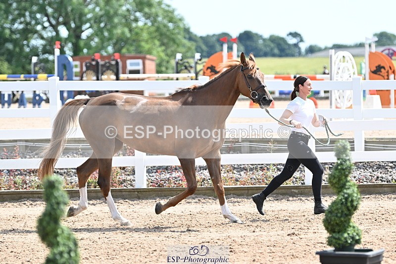 240717A-150734-02567 - Trot Up 3pm to 4pm