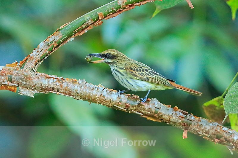 Streaked Flycatcher with berry, Costa Rica - Streaked Flycatcher