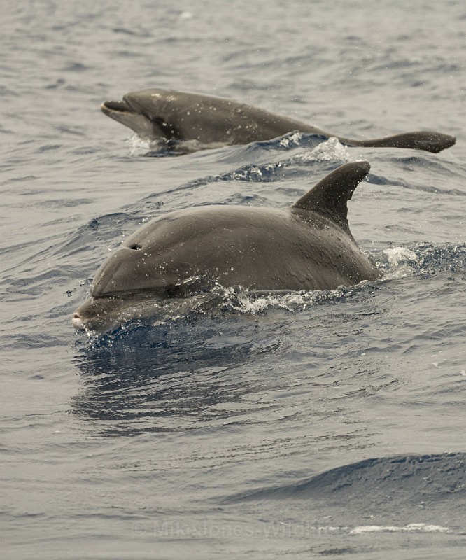 Humpback Whale, Pico Island, Azores - WHALES & DOLPHINS ( PICO, AZORES MAY 2013 & 2014 )