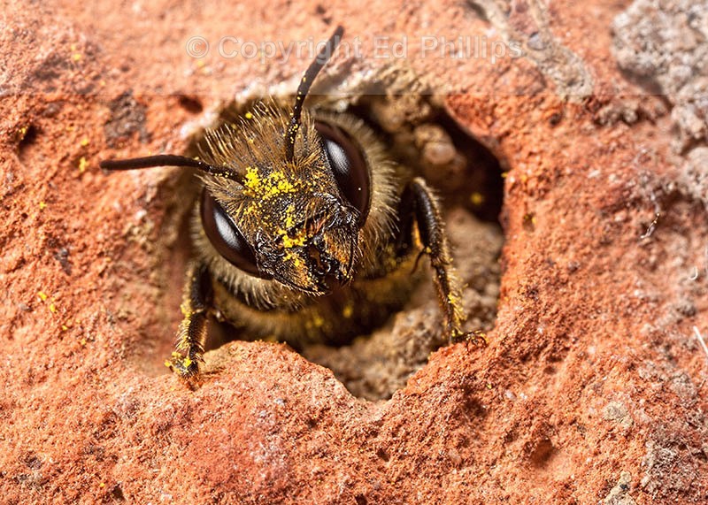 O. leaiana (f)