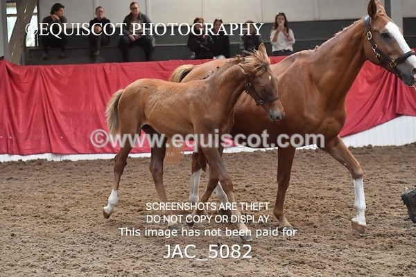 JAC_5082 - 9 Zinzipan