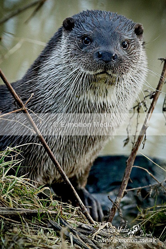 _LES3771a - Nature