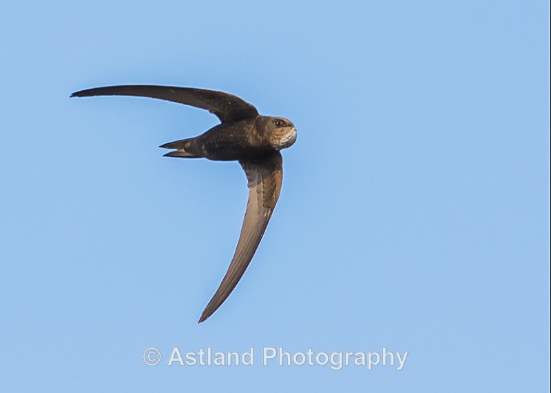 Astland Photography, Bird and Wildlife Images, Susan and Peter Wilson, U.K.