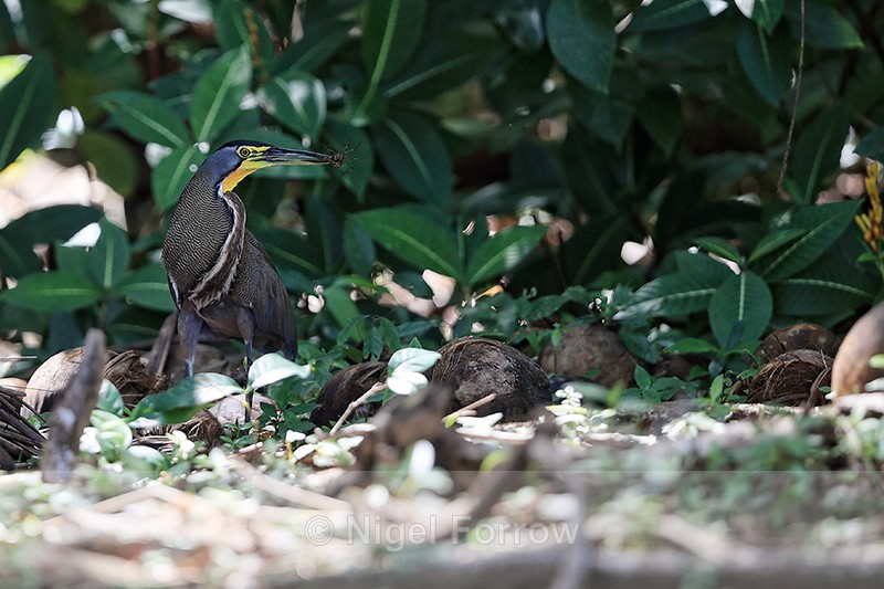 Bare-throated Tiger-Heron catches crab, Drake Bay, Costa Rica - Bare-throated Tiger-Heron