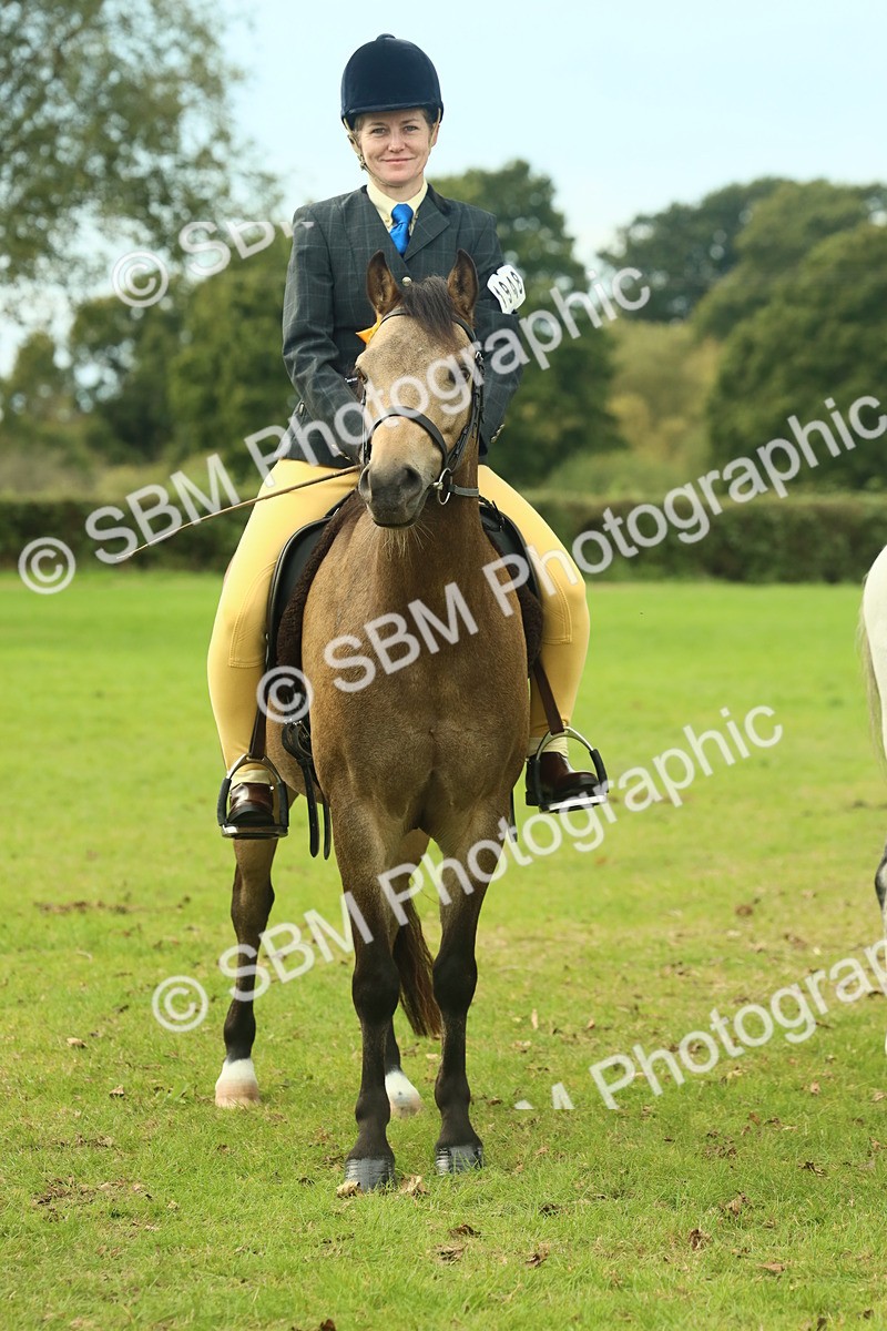 SBM_70046 - S59 - Mountain & Moorland Ridden Small Breeds
