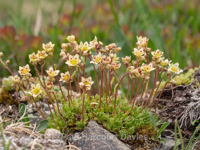Musky saxifrage (Saxifraga exarata ssp moschata) - Wild Flowers