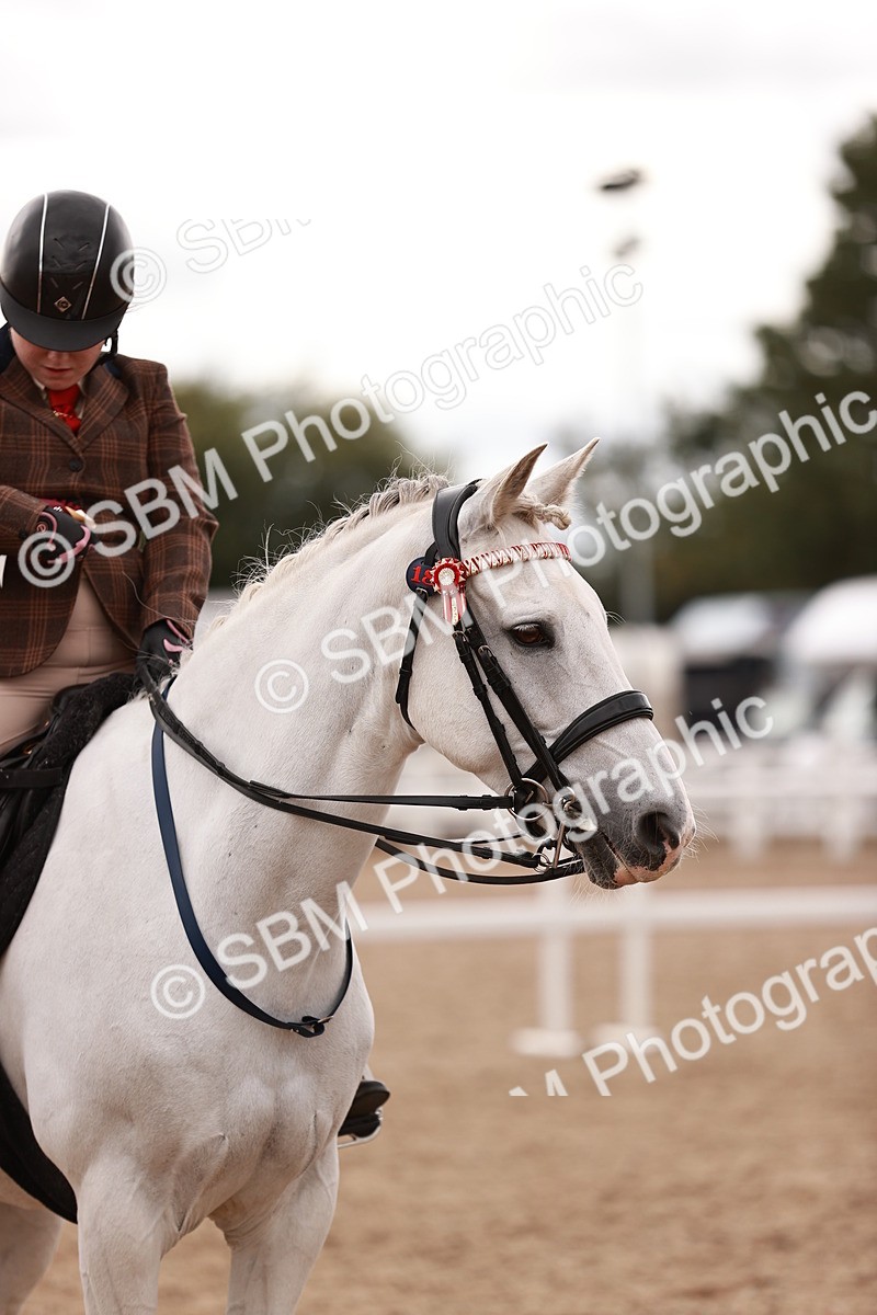 SBM_16255 - Class412 - Handsome Gelding (IH  or Ridden) Adult