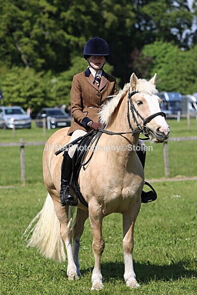 IMG_4425 - Working Hunter