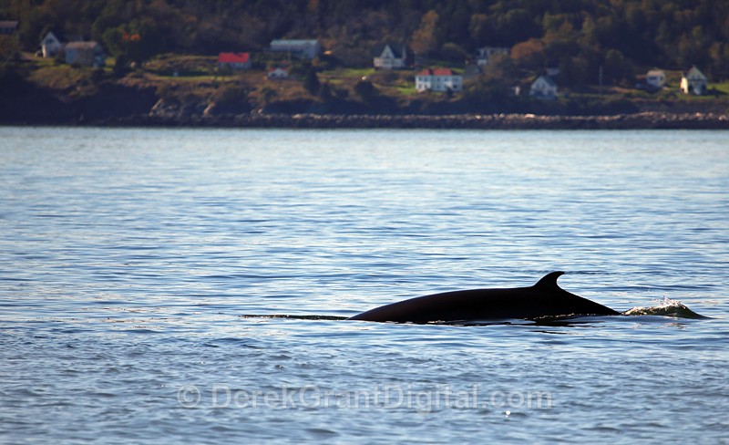 Rolling on - Whales / Sea Mammals