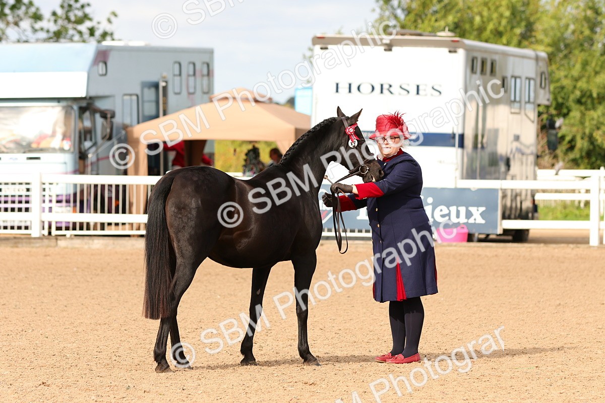 SBM_10188 - Class 205 - IH Show Pony - Show Hunter Pony