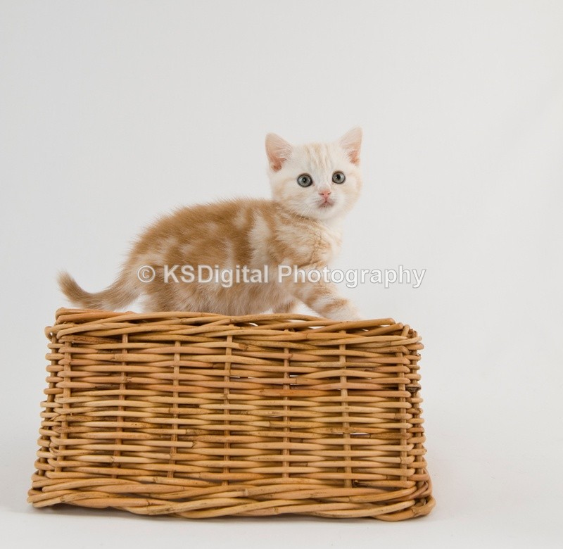  - Tufton British Shorthairs