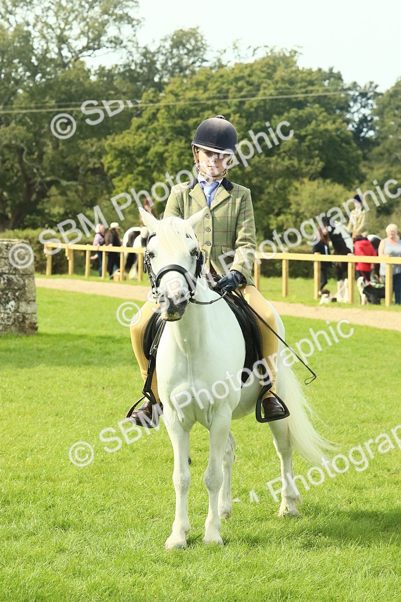 SBM_66802 - S34 - Rehabilitated Rescue Horse & Pony In Hand & Ridden