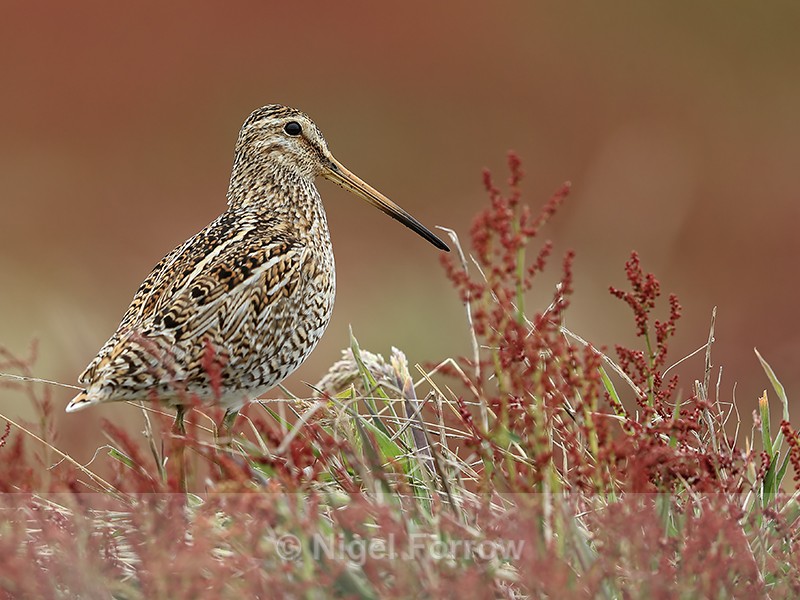 Magellanic Snipe upright stance, Sea Lion Island, Falklands - Magellanic Snipe