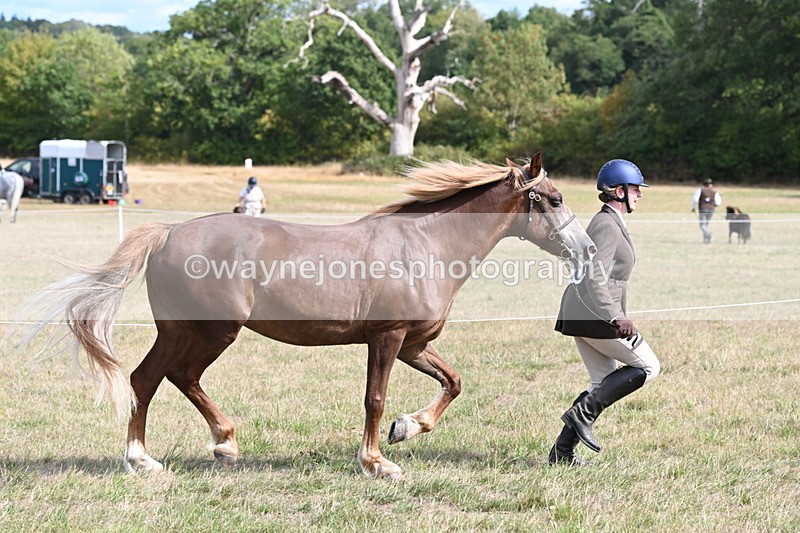 WJ6_6446 - Class 20 In-hand Cob