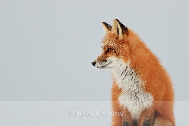 Red Fox side view, Churchill, Canada - Red Fox