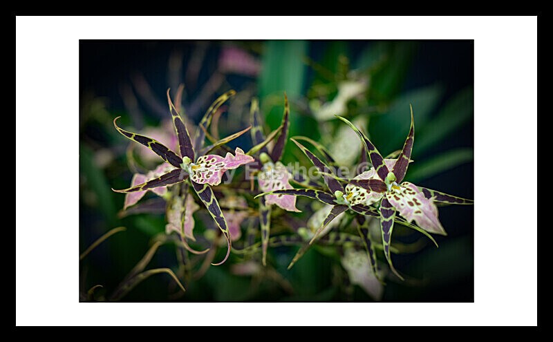 Brassia Shelob Orchid - Flowers