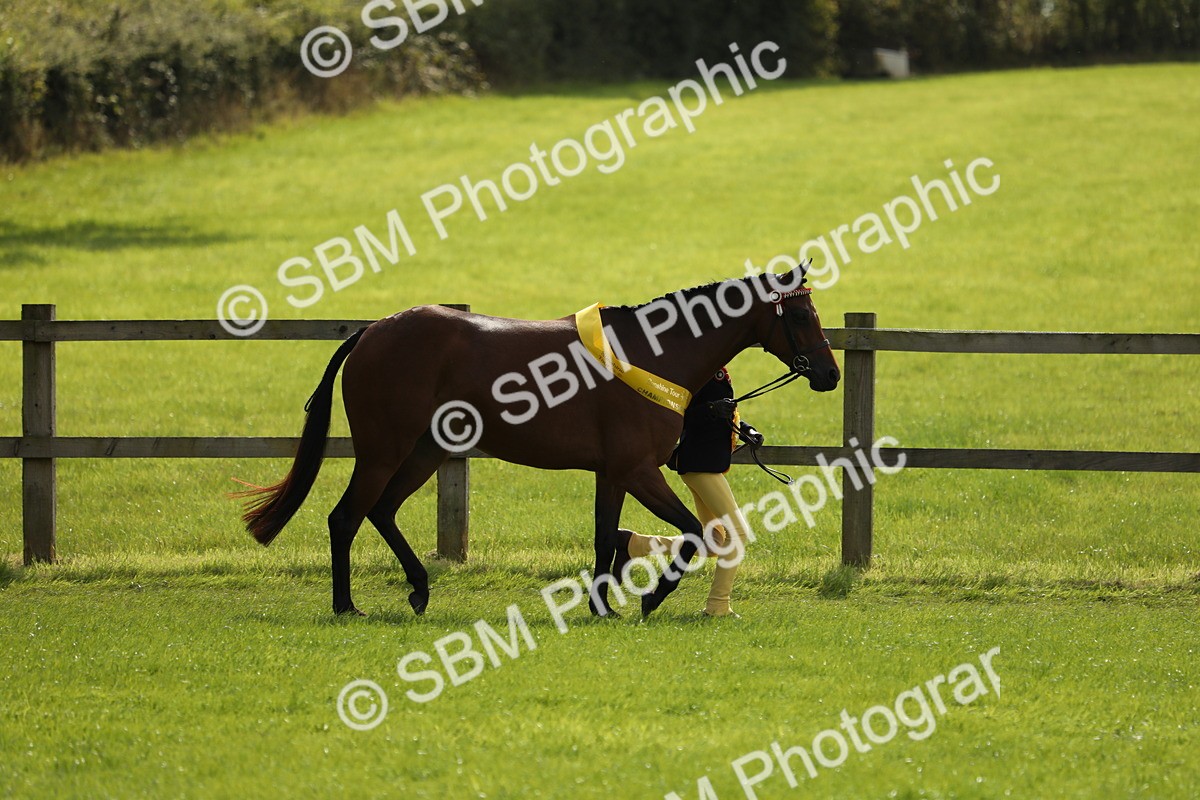SBM_65644 - S48 - Show Pony & Show Hunter Pony In Hand