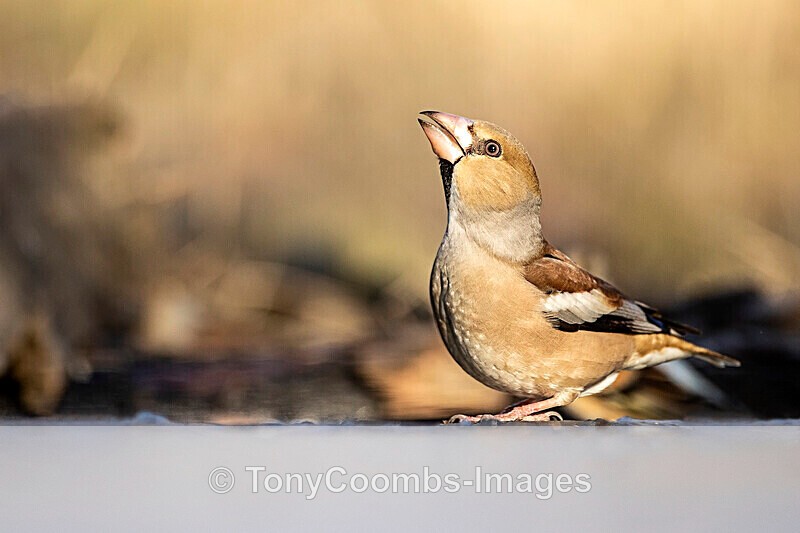 Hawfinch  1901-17553 - Around the Reflection Pool