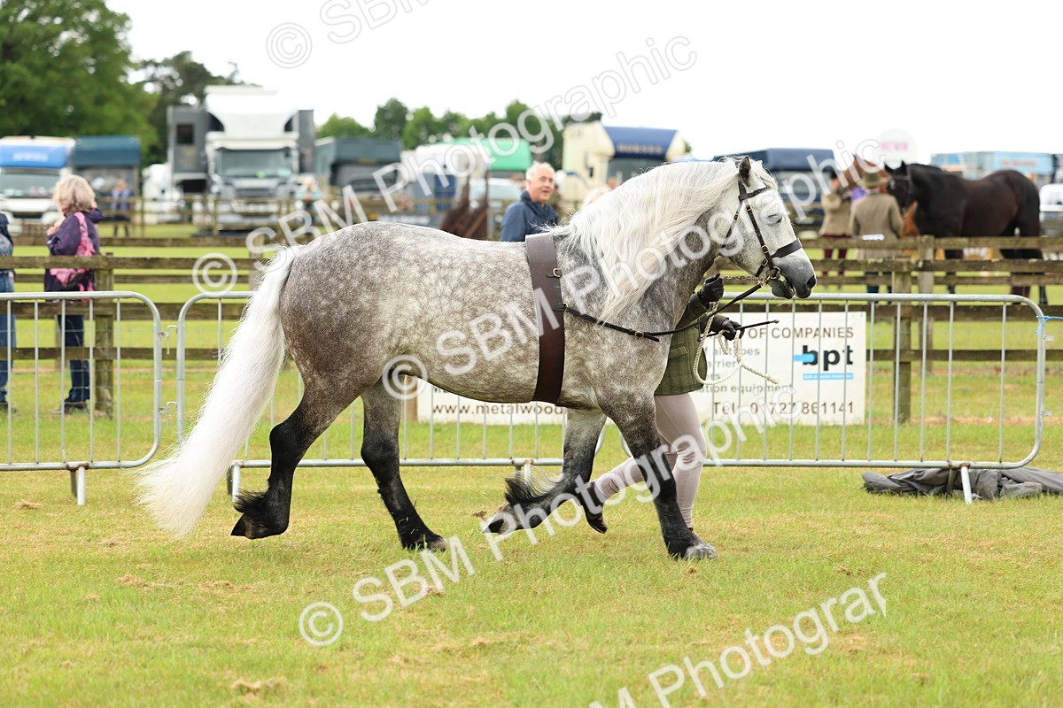 SBM_00471 - Class 58-67 - M&M Non Welsh Pony In hand