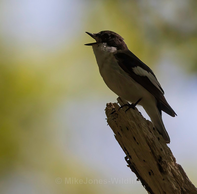 pied flyvatcher 2025 - PIED FLYCATCHER