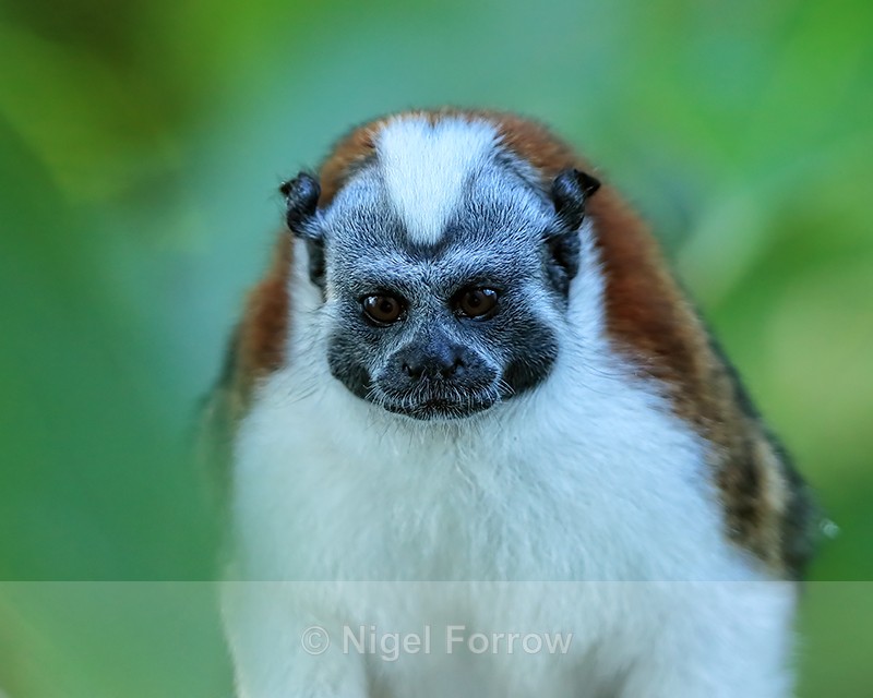 Geoffroy's Tamarin close-up, Panama - Monkey