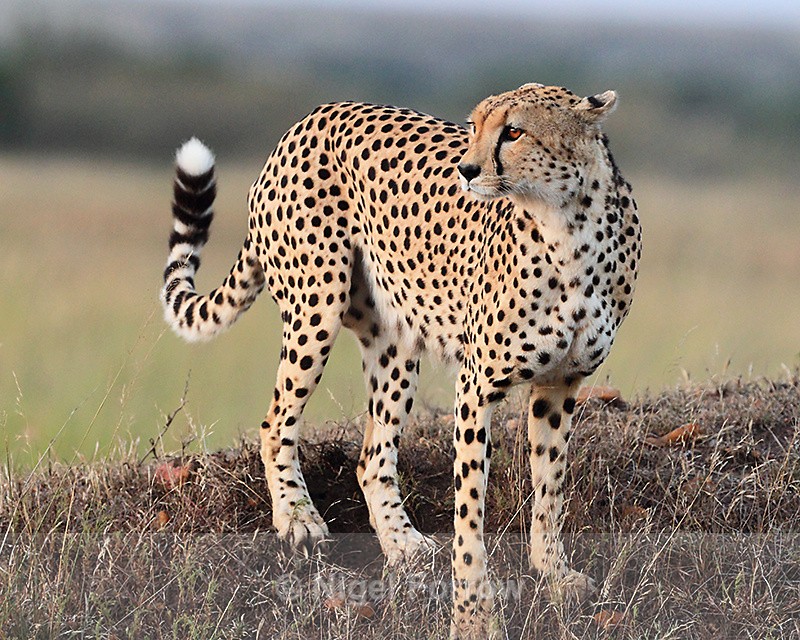 Cheetah on the move in the early morning - Cheetah