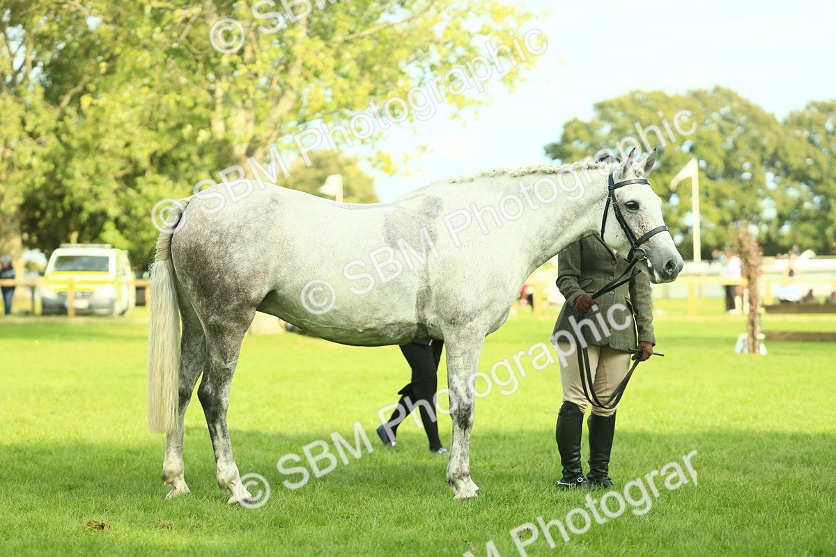 SBM_52133 - S33 - Working Hunter & Working Show Horse