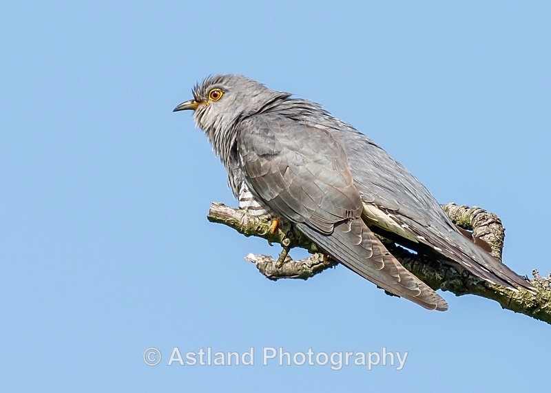 Astland Photography, Bird and Wildlife Images, Susan and Peter Wilson, U.K.