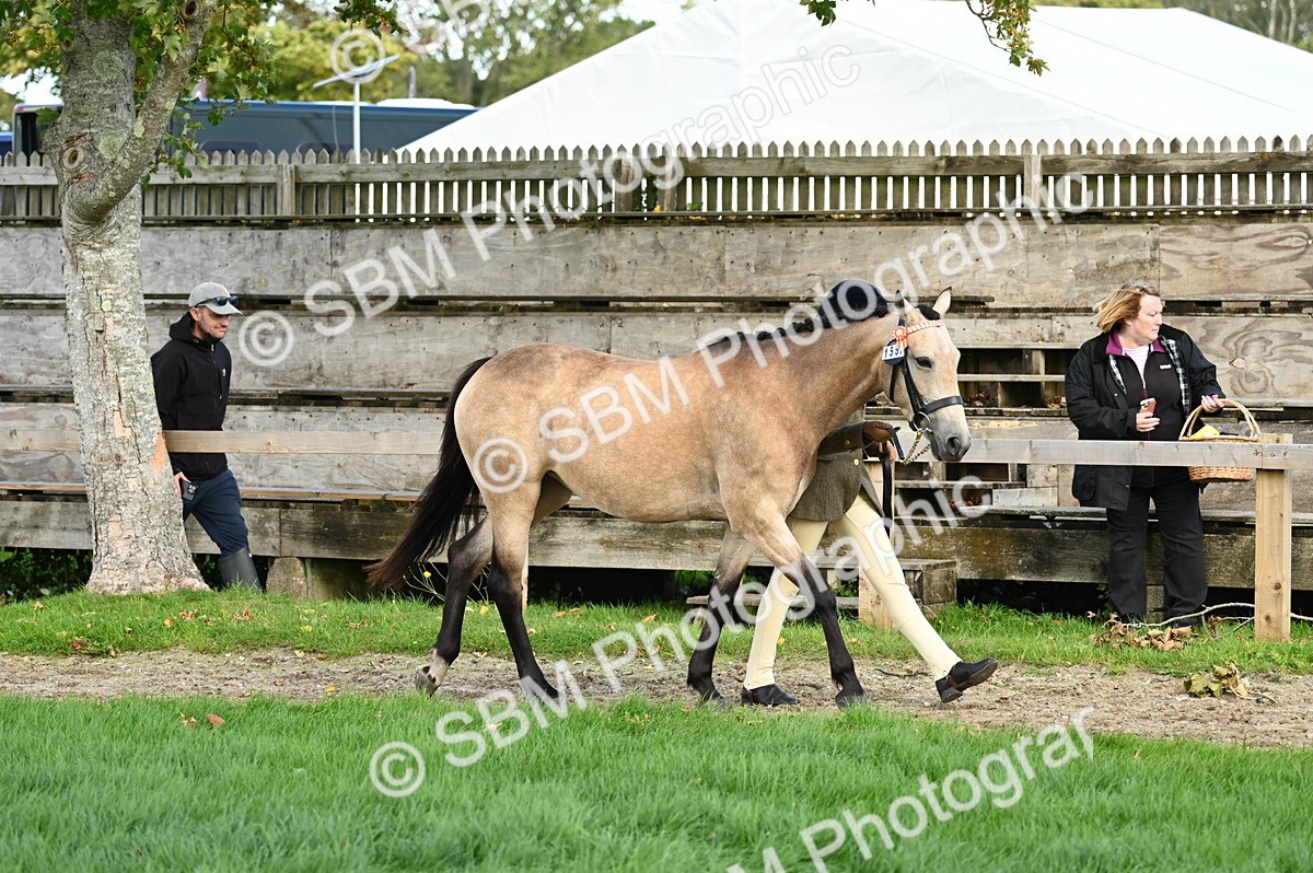 SBM_24954 - S5 - Novice & Newcomer In hand