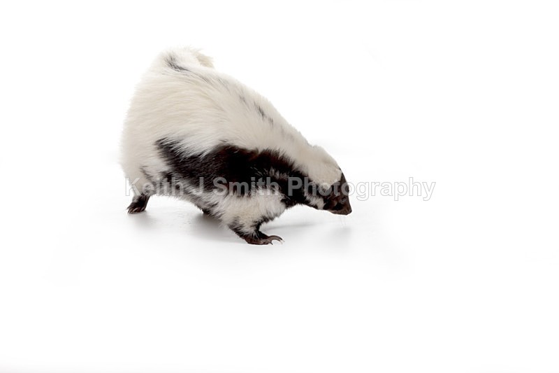 2SKJ8732 - Roaming Reptile Show. II