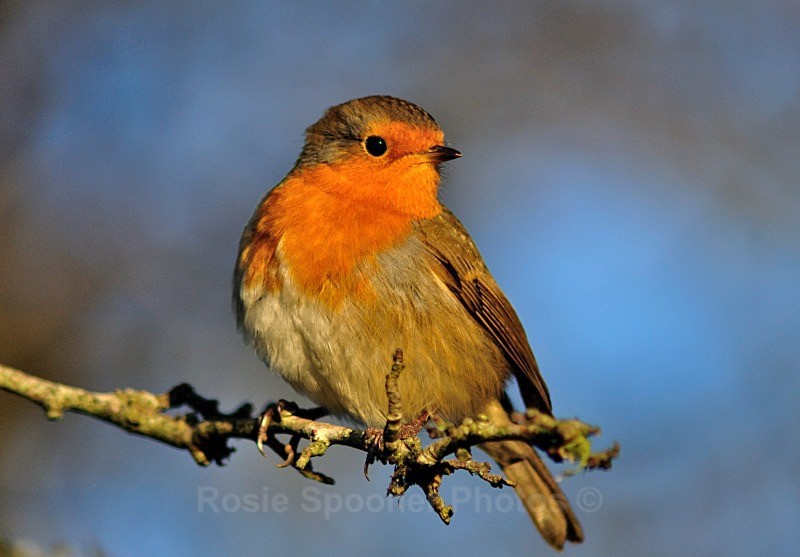 Robin Redbreast on a branch - Wildlife and Nature