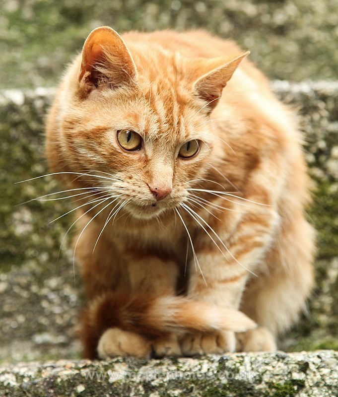 Cat on the Steps - Cats
