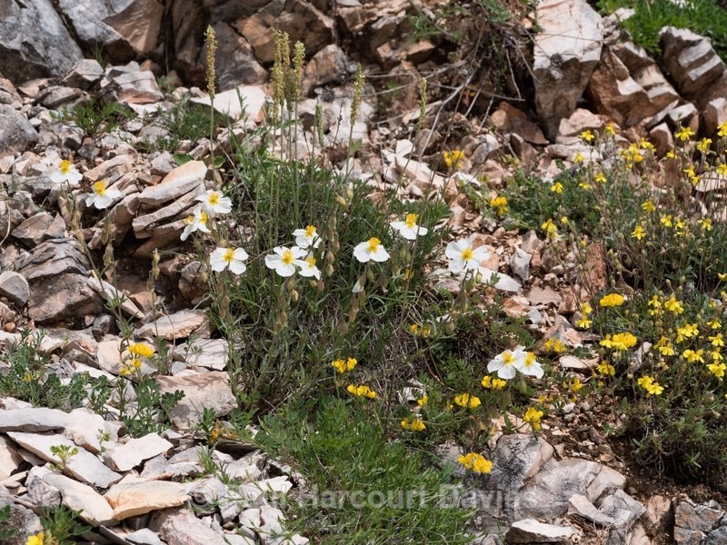 Apennine Rockrose (Helianthemum appeninum) - Flowers in the Landscape - 2