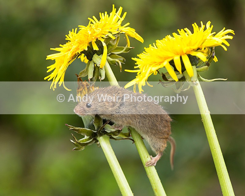 20140405-3K8A9856 - Harvest Mouse