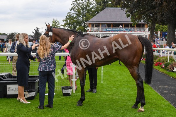 230823-Race 5-Forza Orta-0884 - Race 5 4.10pm Sky Bet Stayers Handicap
