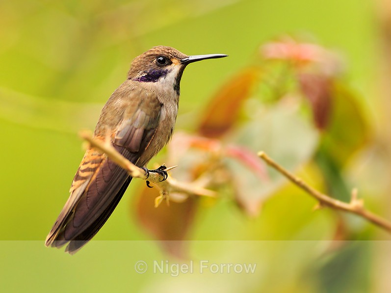 Brown Violet-ear perched on a branch at La Paz Waterfall Gardens - Brown Violet-ear
