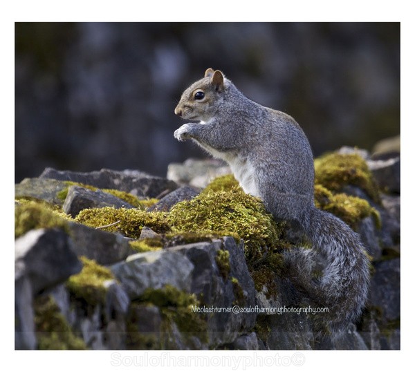  - Wildlife Wildlife