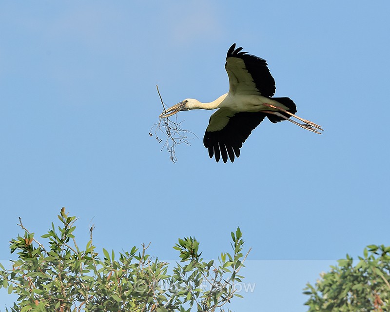 Flying Asian Openbill carrying branch, Gao Giong, Vietnam - Asian Openbill