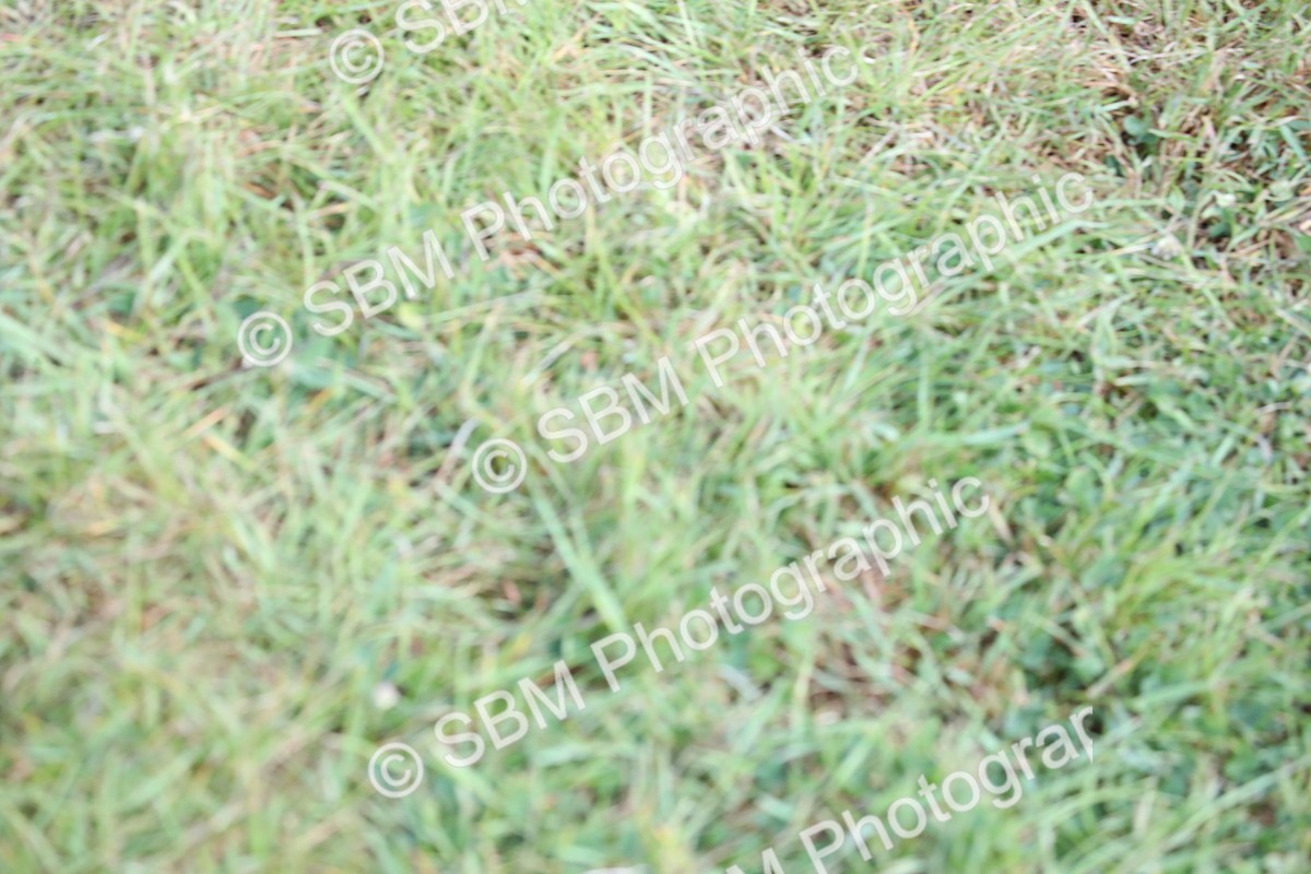 SBM_13295 - Class 95-96 - LIHS BSHA Rising Star Hack Riding Horse