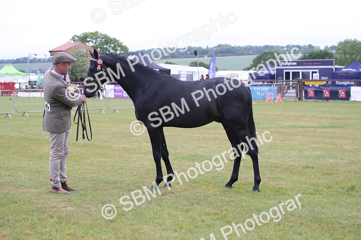 SBM_00087 - Class 17-20 - Arab & Part Bred - Anglo Arab In Hand
