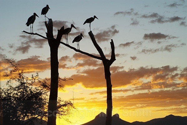 Home To Roost, Sth Africa - LANDSCAPES & TREES