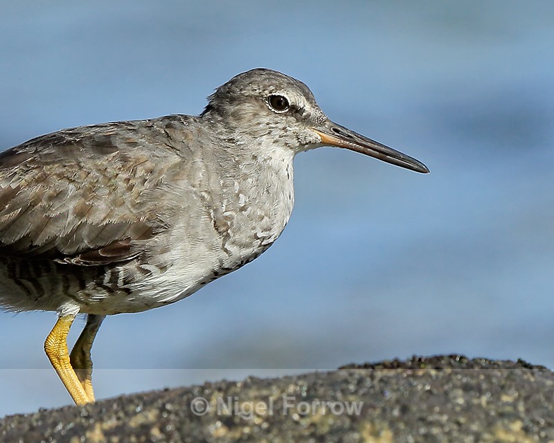 Wandering Tattler close-up, Ke'e Beach, Kauai - Wandering Tattler