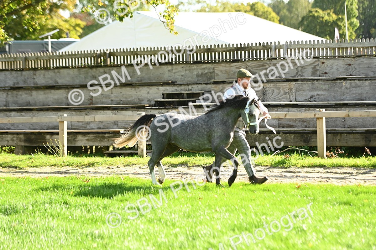 SBM_15871 - S1 - TSR in Hand Horse & Pony Showing