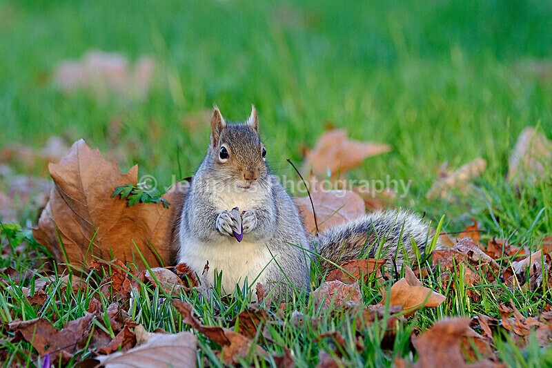  - Wildlife and Nature