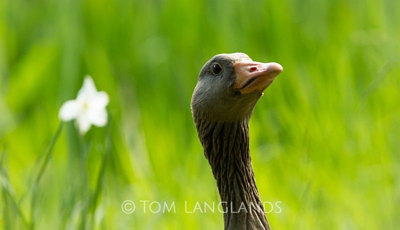 Greylag Goose - Swans and Geese