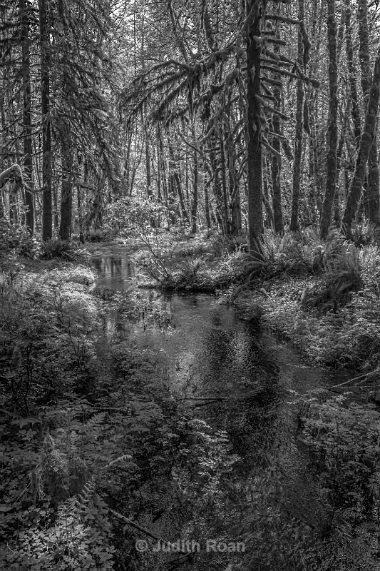 Quinault Rain Forest - Pacific Northwest