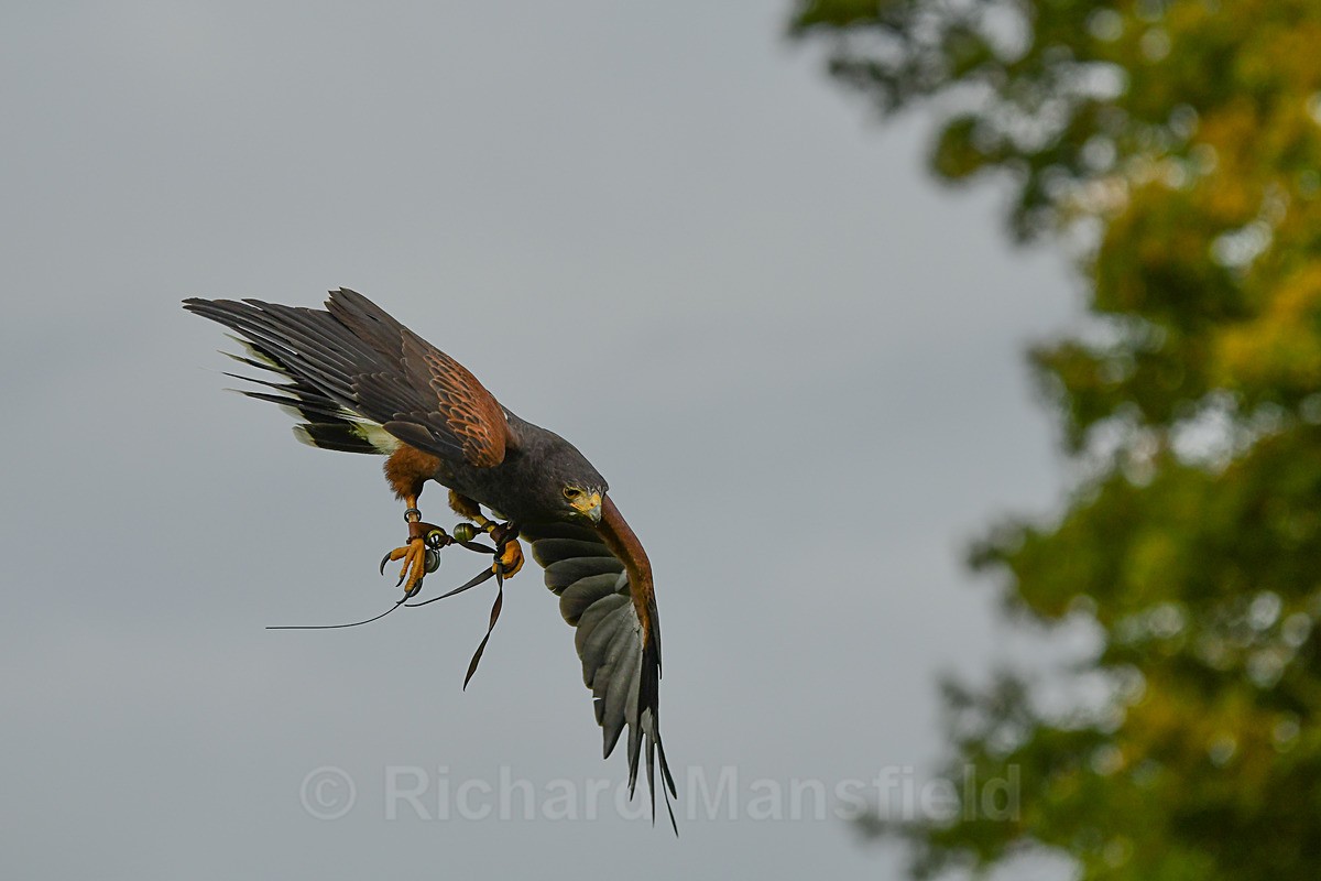  - West of England Falconry