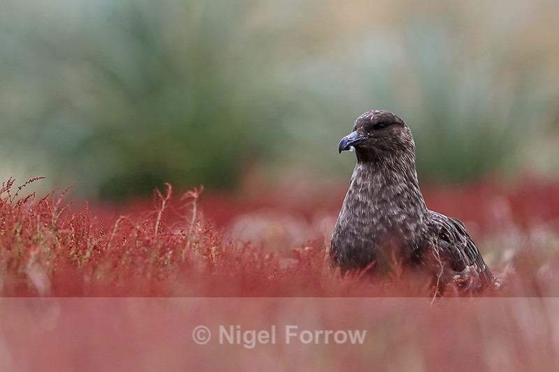 Brown Skua in sheep's sorrel, Sea Lion Island, Falklands - Falkland (Brown) Skua